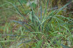 Arkansas yucca